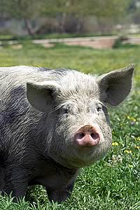 pig